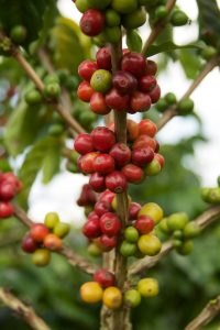 Colombian Coffee Fruit
